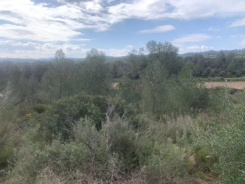 Finca Rustica en Venta cerca de Garcia Tarragona