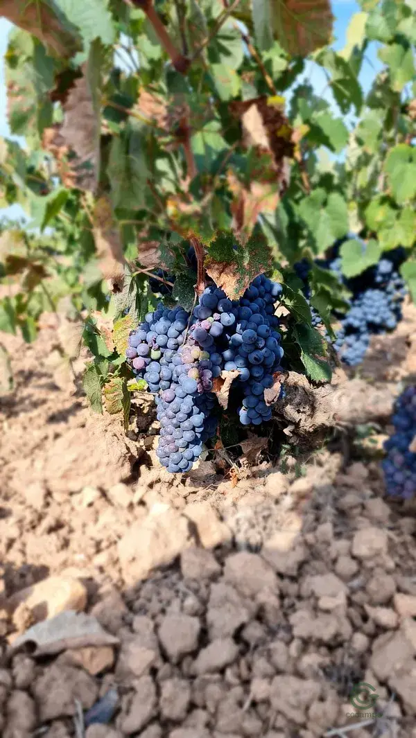 Viñedo en Venta cerca de Pinoso Alicante