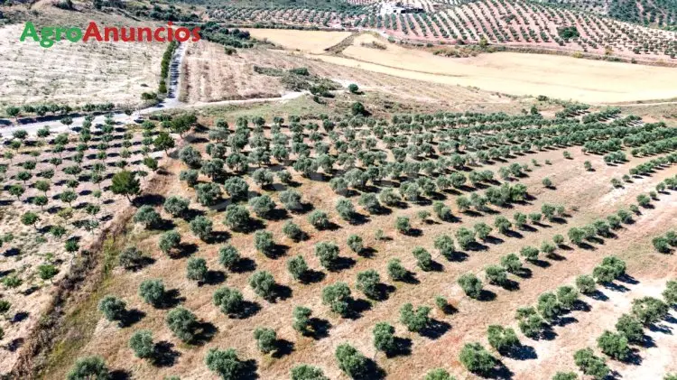 Venta  de Finca de recreo en Sevilla