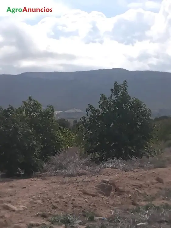 Venta Finca Paulownia Riego por Goteo Alicante