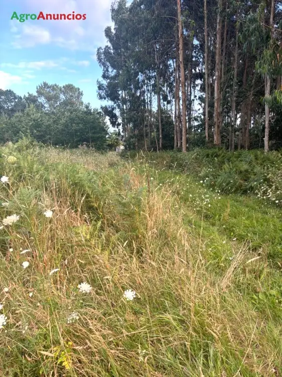 Compra de Finca de Eucaliptos en A Coru
ja