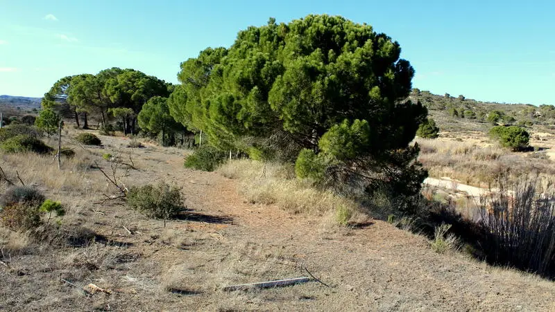 Terreno Rustico en Nonaspe con Regadio Ideal para Viñedos y Frutales