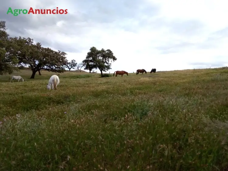 Alquiler  de Finca ganadera en Seville