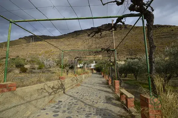 Finca Rustica Gergal 9500m2 Arboles Frutales Olivos
