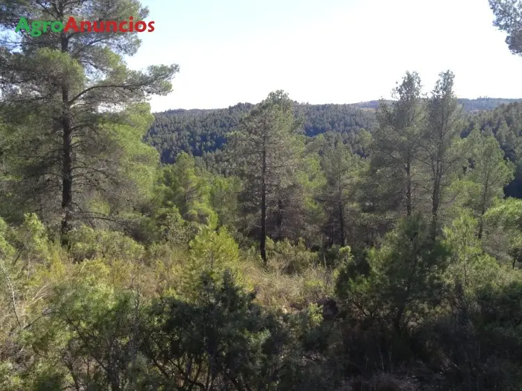 Venta  de Finca de pinos en Cuenca