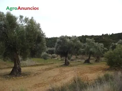 Venta  de Terreno cultivable con olivos en Teruel