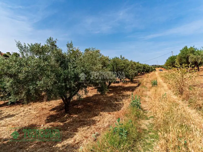 Terreno Agricola en Venta Guaro 2837m2 Olivos Riego