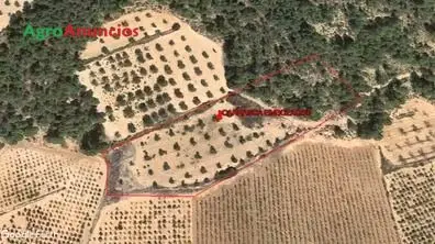 Venta  de Finca de olivos y pinar cerca del pueblo en Valencia