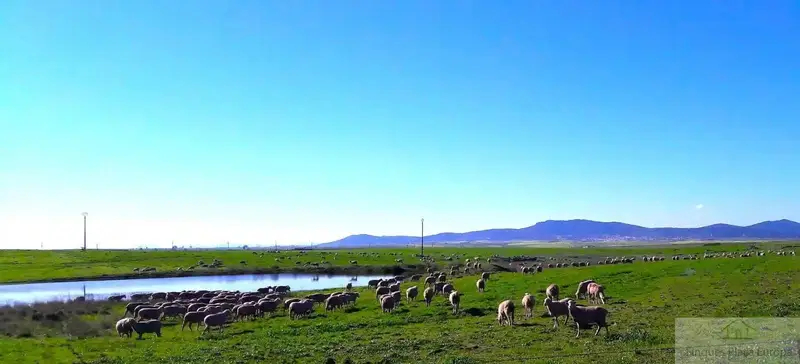 Venta Finca Ganadera 470 Hectareas 10 Dormitorios