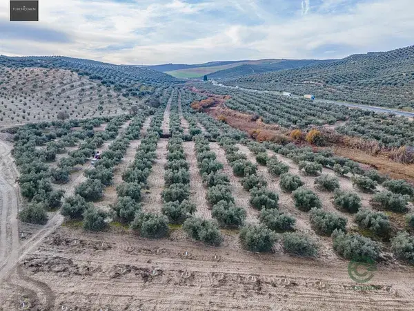 Finca Agricola en Vegas del Genil 54 hectareas