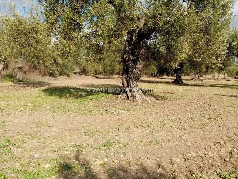 Parcela Rustica en Venta Arahal 11649m2 Secano