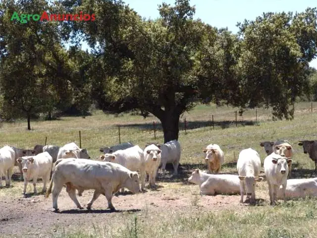 Venta  de Finca ganadera y de caza en Cáceres