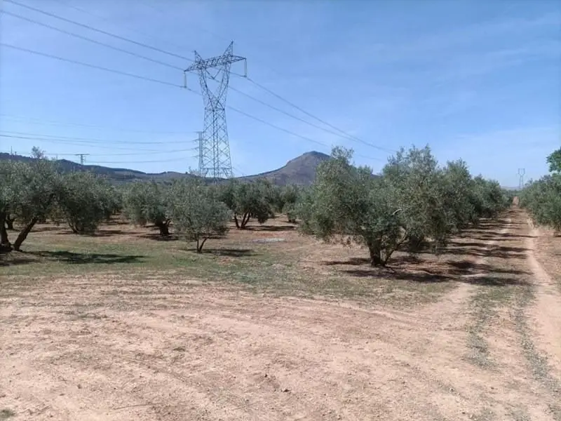Venta Terreno Albolote - 4 Parcelas con Olivos