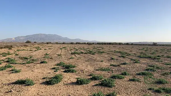 Parcela Rustica con Olivos en Alhama de Murcia