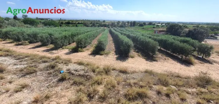 Venta  de Finca de olivos intensivos en Lleida