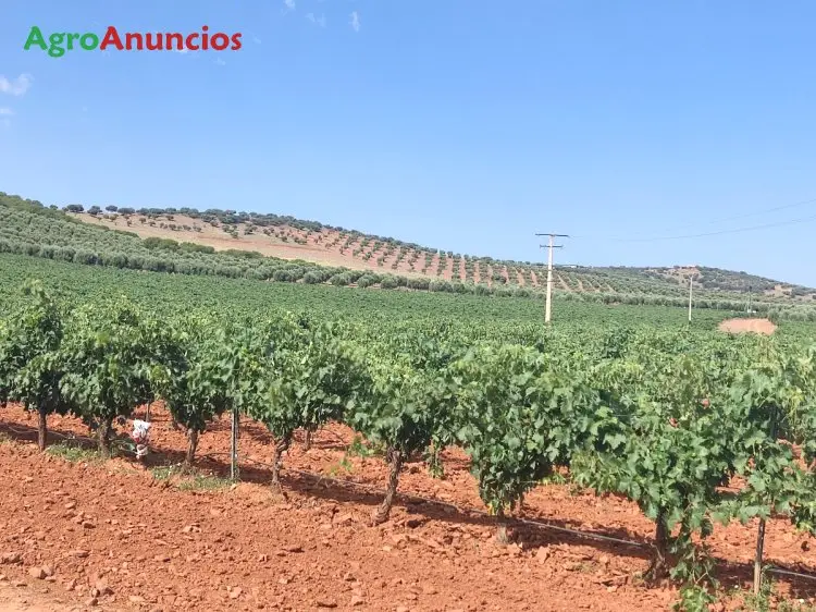 Venta  de Finca de parras en espaldera de regadío en Ciudad Real