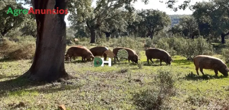 Venta  de Finca ganadera y de caza mayor en Badajoz