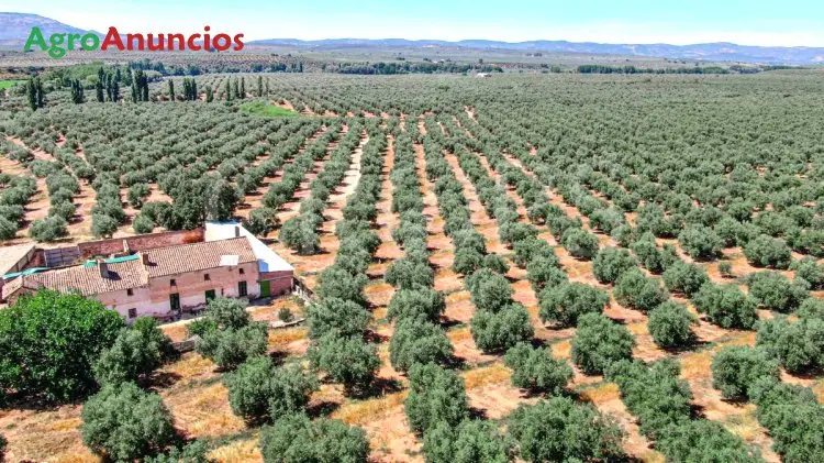 Venta  de Finca de olivos con riego por goteo en Jaén