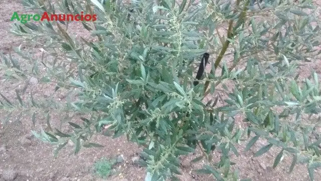 Venta  de Finca de olivar intensivo en Toledo