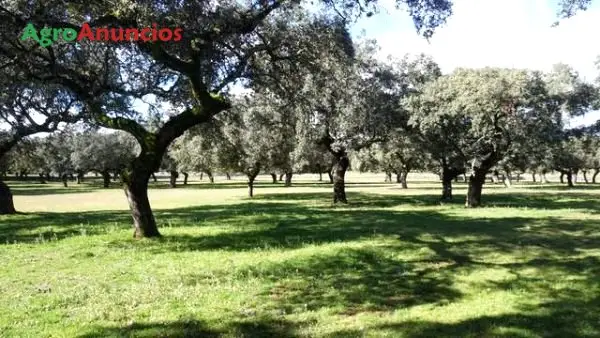 Venta  de Finca ganadera ideal para vacuno y porcino en Badajoz