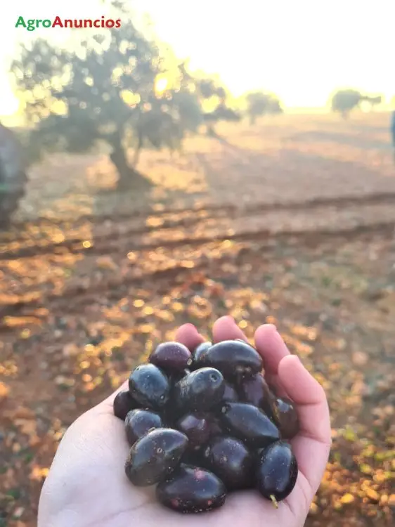 Venta  de Finca de pistachos y olivos en Ciudad Real