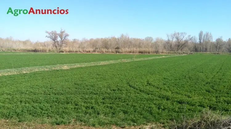 Venta  de Finca de regadío en Lleida