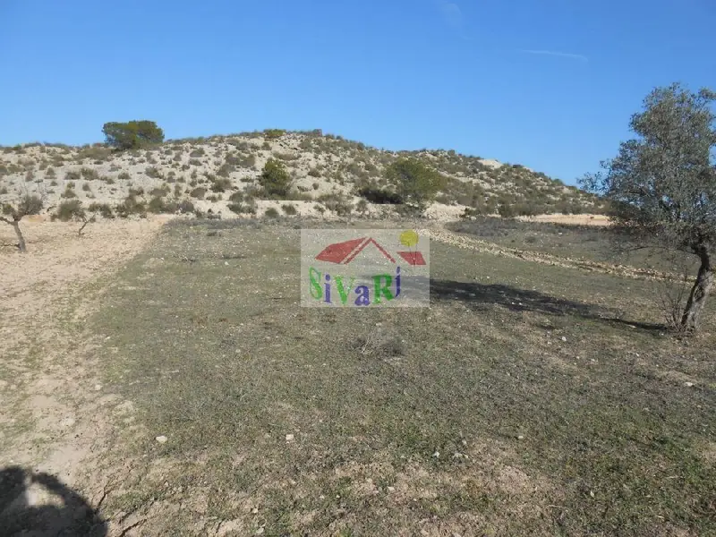 Venta Finca Rustica Cieza Murcia 6582m2 Ref 1131