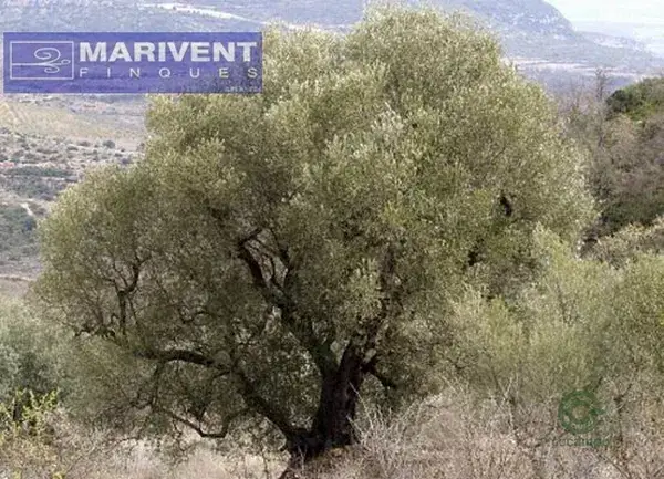 Finca de Olivos en Freginals Tarragona 022ha