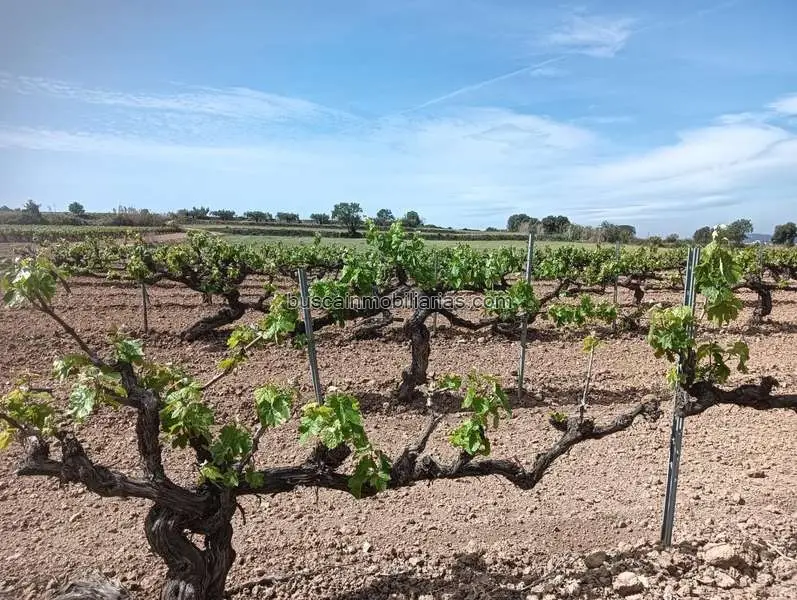 Parcela Rustica en Venta en L'Arboç 19700m2