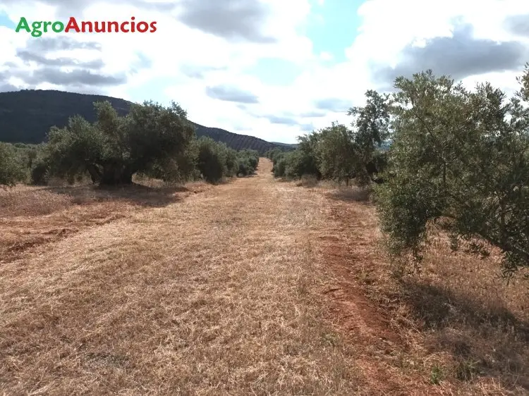 Venta  de Finca de olivar de regadio en Jaén