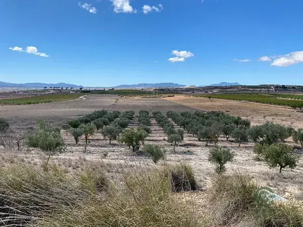 Casa Cueva y Olivos en Pinoso Alicante 20357m2