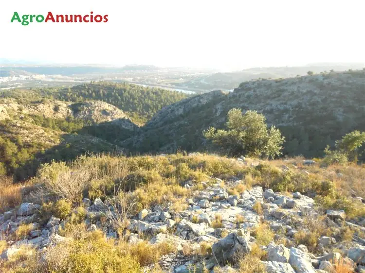 Venta  de Finca de matorral y arbolado con vistas al ebro en Tarragona