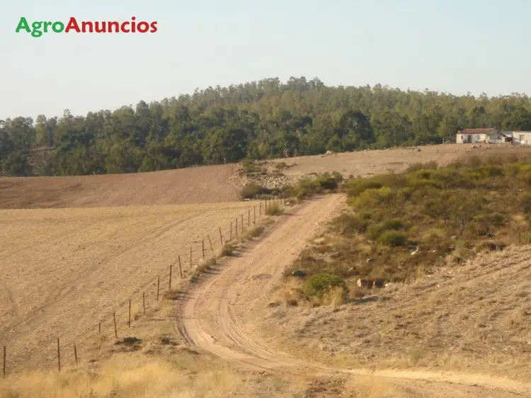 Venta  de Finca de eucaliptos en Badajoz