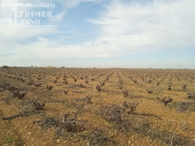 Venta Finca 74 Hectareas Viña Airen Regadío Pozo Agua Privada