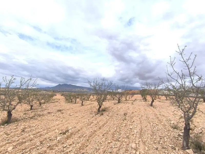Almendro en venta en Raspay Murcia 11100m2