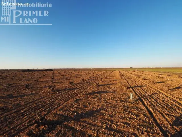 Viña de Secano en Venta Socuellamos 1 Hectarea