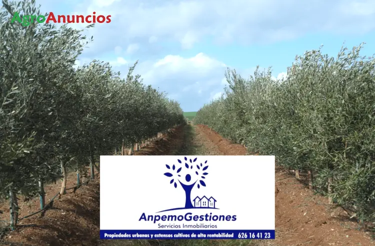 Venta  de Finca de olivar superintensivo en Córdoba