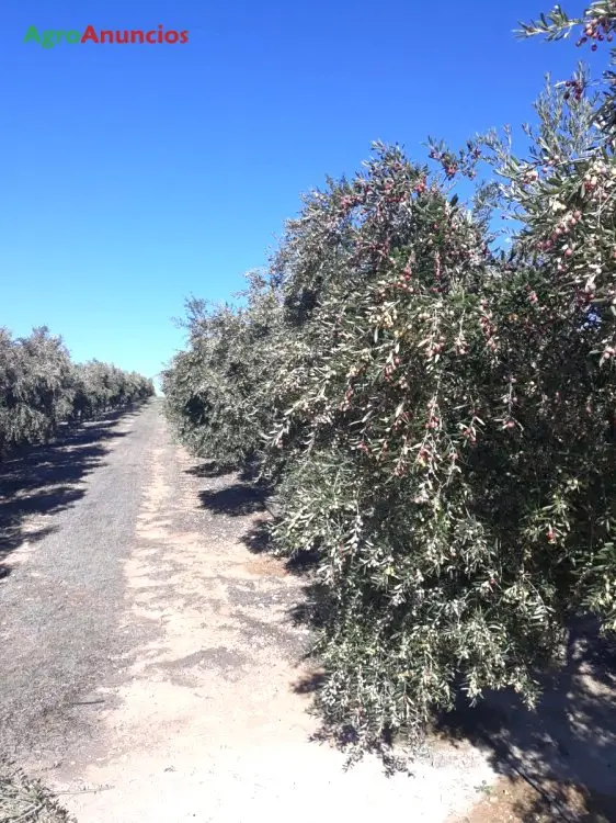 Venta  de Finca de olivos de regadio en Jaén