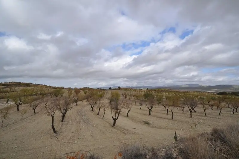 Terrenos en Venta La Zarza Murcia