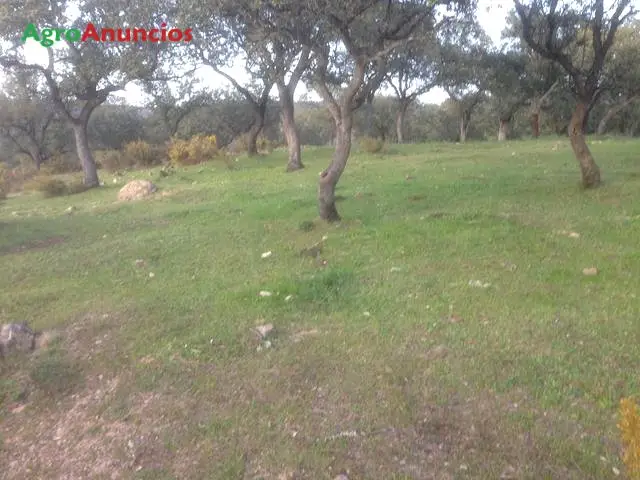 Venta  de Finca ganadera con casa en Huelva