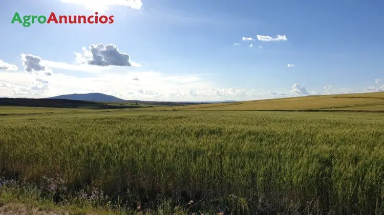 Venta  de Finca de labor secano en tierra de barros en Badajoz