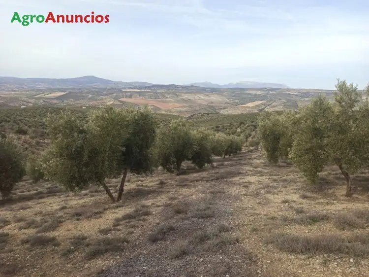 Venta  de Finca de olivos marteños en Granada