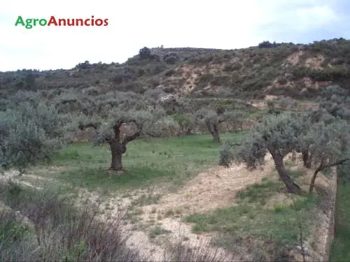 Venta  de Finca con olivos y masía para restaurar en Tarragona