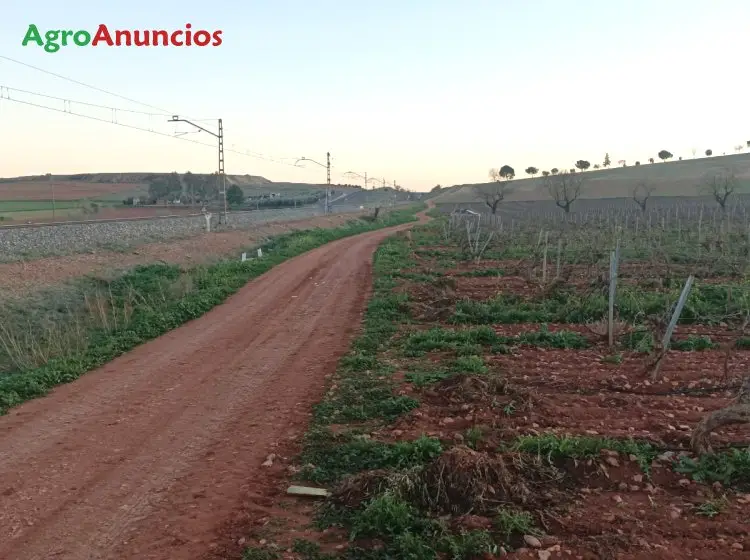 Venta  de Finca plantada de vid emparrado en Ciudad Real