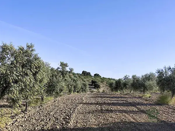 Fincas Rusticas en Arenas del Rey con Vistas al Pantano