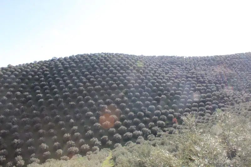 Venta Finca Rustica con Olivar en Pozoblanco