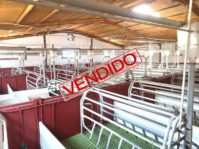 Venta Finca Explotacion Porcina Cumbres Mayores 425 Madres