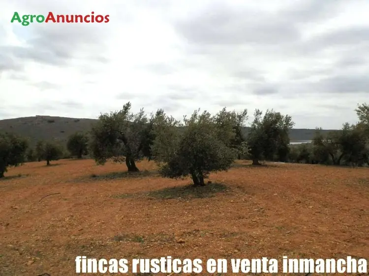 Venta  de Finca de olivar de regadio en Toledo