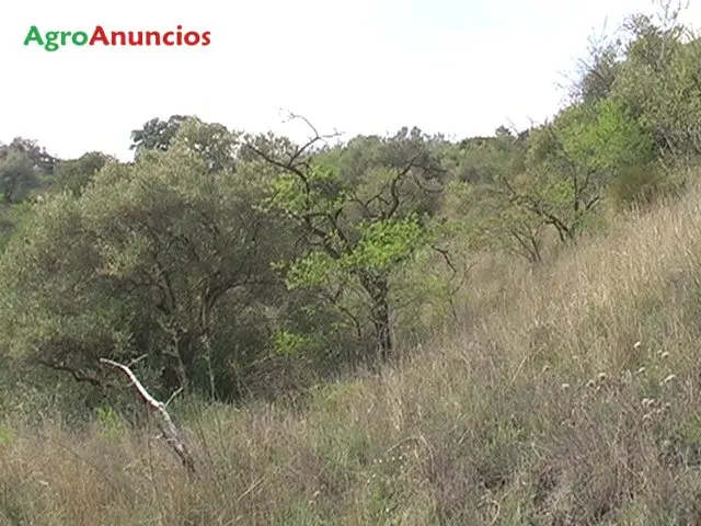 Venta  de Fincas con olivos almendros y encinas en Málaga