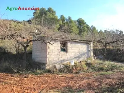 Venta  de Terreno con almendros en Tarragona